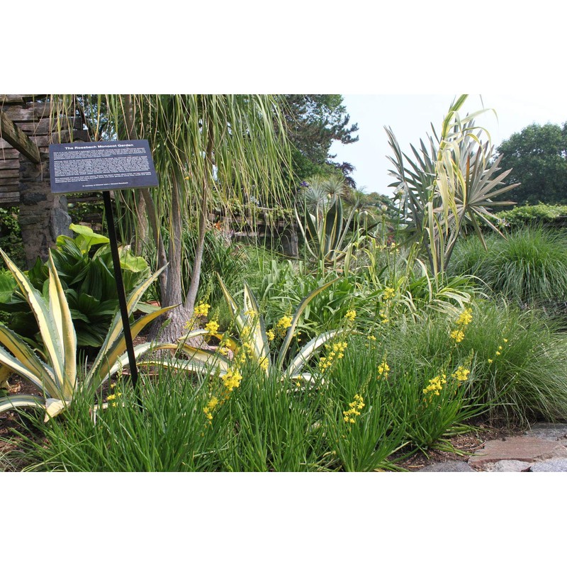 Bulbine Frutescens Yellow | 10 Live Plants | Bulbine Frutescens