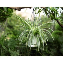 Meicynhoger 2-Pack Clear Self-Watering Hanging Planter for Spider Plant,Ivy,Orchids,Pothos - 6.5" Flower Pot with Hooks for Indoor Outdoor,Table, Balcony, Wall,Deck,Garden Transparent