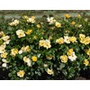 Easy Bee-zy™ Knock Out® Rose - Live Plant - (1