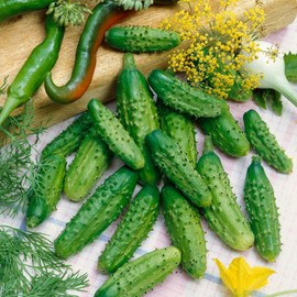 22Day Seeds: Seeds Cucumber Parisian Gherkin F1 Open-Pollinated / 50 Days/Non GMO/Hybrid
