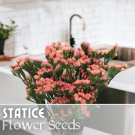 Statice Seeds - 85 Seeds - Garden Bloom Flower Seed Flowers Garden Limonium - Peach Fusion