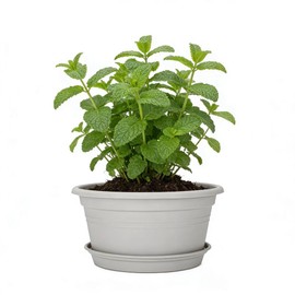 MRPAPA 6 Pack Large 10 Inch Plastic Plant Pot, Outdoor Indoor Round Planters Pots with Drainage Hole & Tray Saucer,Decoration Pots for Home,Patio & Garden (Grey White)