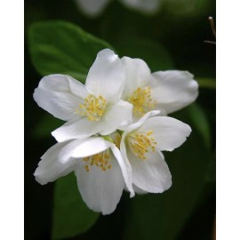 Buy Rare Seeds Philadelphus coronarius | English Dogwood | Sweet Mock Orange | 200_Seeds