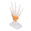 Hand Skeleton Model Life Size PVC On Base with Joints