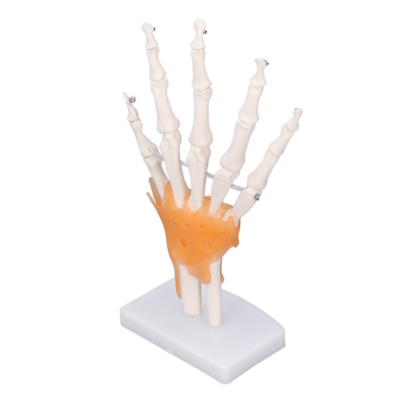 Hand Skeleton Model Life Size PVC On Base with Joints