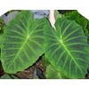 Imperial Giant Elephant Ear, Colocasia, Taro - Large, 1 Gallon
