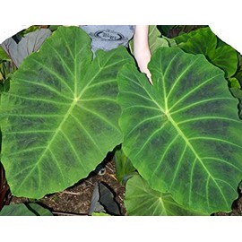 Imperial Giant Elephant Ear, Colocasia, Taro - Large, 1 Gallon Size