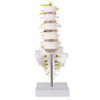 Spine Model Lumbar Model Human Lumbar Teaching Model Tool