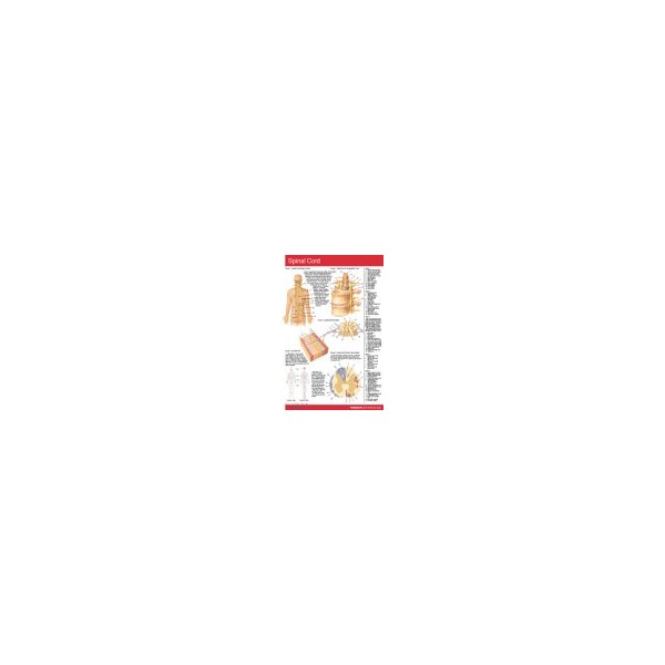 Spinal Cord (Pocket)