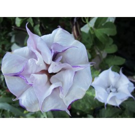Datura Double Purple Angel Trumpet  Datura/ Brugmansia Cousin Fragrant - seeds 15