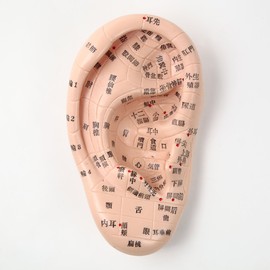 Beautear Ear Model Japanese Version 17cm Ear Acupressure Model Ear Acupressure Jewelry with Japanese Label Ear Diagram Acupressure Point Location Confirmation with Japanese Simple Instructions