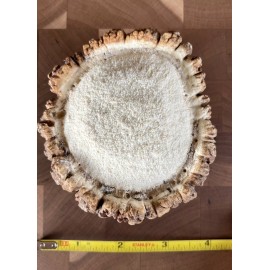 Handmade GIANT 4” A-GRADE ELK ANTLER BURR Crafting or Dog Chew (READ DESCRIPTION)