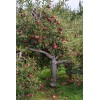 Tree Pink Lady Apple Tree - 24-36" Tall - Live