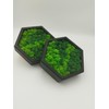 LoveLasy Bicolour Moss Wall Picture Hexagon for Home and Office