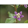 ONeill Seeds Gojiberry Seeds - Lycium barbarum Seeds - Goji