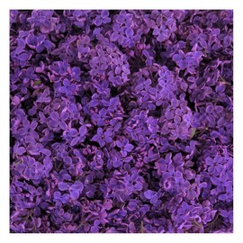 Deep Purple Preserved Freeze Dried Lilac Petals -15 Cups