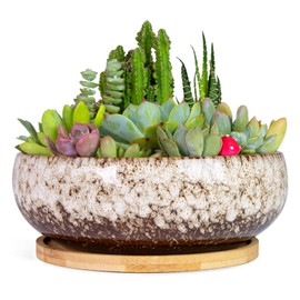 ARTKETTY Succulent Pots - 7.5 Inch Large Plant Pot with Bamboo Tray, Shallow Bonsai Pots with Drainage, Ceramic Planter for Indoor Plants, Cactus, Home Office Desk Decor