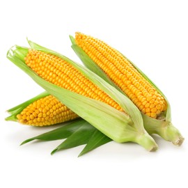 Golden Bantam Sweet Corn Seeds