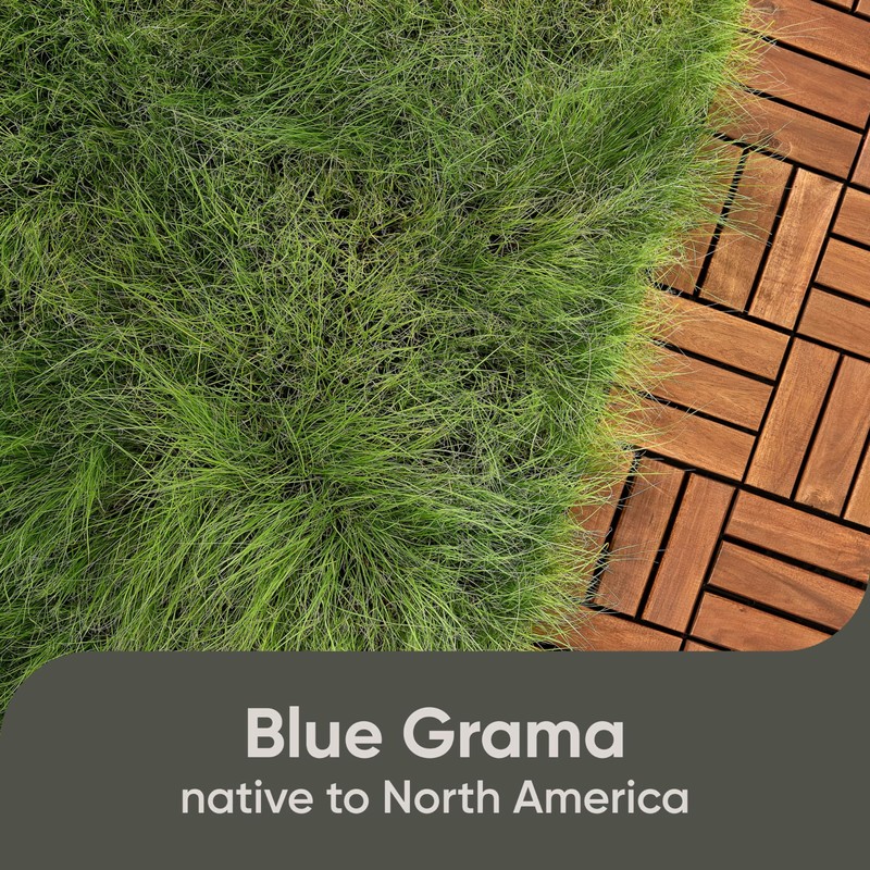 Scotts Pursue Blue Grama with Natural Seed, Seeding for Large