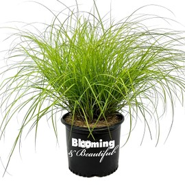 Blooming & Beautiful - Adagio Maiden Grass - 3 gal - Dwarf Ornamental Grass - Silver-Green to Golden Foliage Blades - Lush Pink Summer Plumes - Zones 5-9 - Miscanthus sinensis 'Adagio' - 3 Gallon Pot
