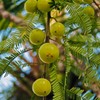 Sewanti Organic Amla Digest, Digestant, Laxative, rejuvenative, NPN 80065069, 60