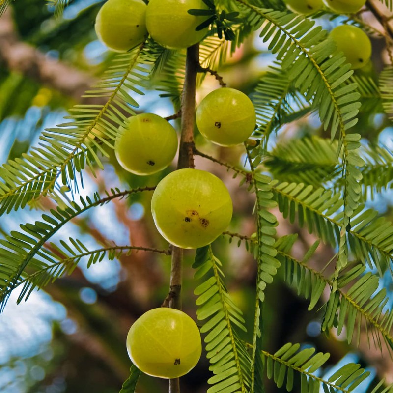 Sewanti Organic Amla Digest, Digestant, Laxative, rejuvenative, NPN 80065069, 60