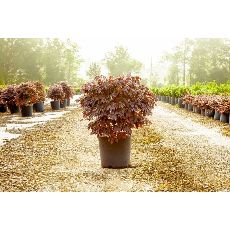 Zhuzhou LOROPETALUM - Size: 3 Gallon, Live Plant, Includes Special