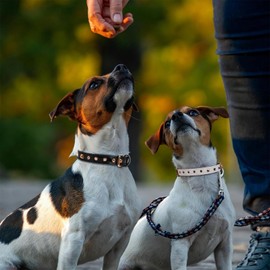 SHWLNY SkinSafe PU Leather Dog Collar, Spike Dog Collar with Decorative Rivets, Adjustable with Golden Metal Buckle for Small Medium Large Dogs (Black, XL：1.2" Wide for 17.3"-25.6" Neck)