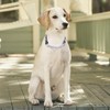 Bbmmayy Martingale Collar, Training Dog Collar, Stainless Steel Chain Pet