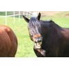 LUCFOR Horses Hoof Pick Gel Grip 2 in 1 Scraper