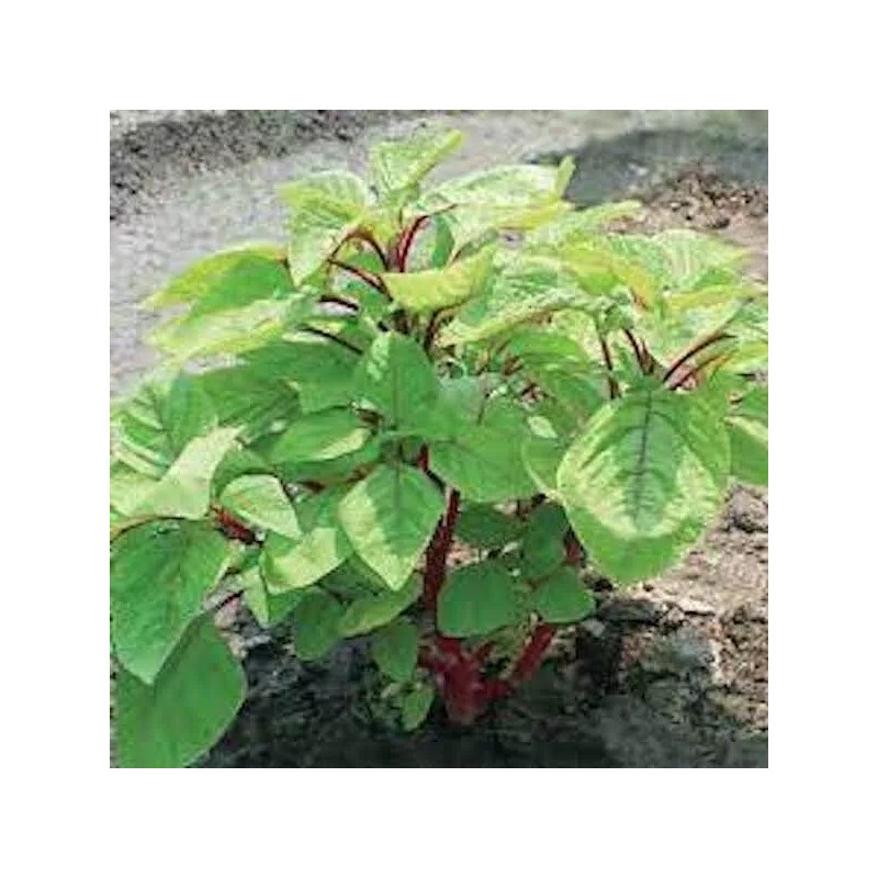 White 1000-2000 Varieties Red, Green, Red Stem, White Amaranth Chinese