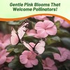 Outsidepride Impatiens Baby Pink Flower Seeds - 1000 Pcs Annual,