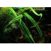 Cryptocoryne Crypt Balansae Large
