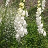 Outsidepride Digitalis Purpurea Alba White Foxglove Seeds – 5000 Pcs