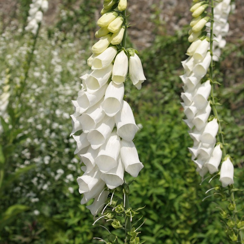 Outsidepride Digitalis Purpurea Alba White Foxglove Seeds – 5000 Pcs