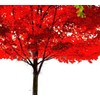 American Red Maple Shade Tree - Live Plant Shipped 3