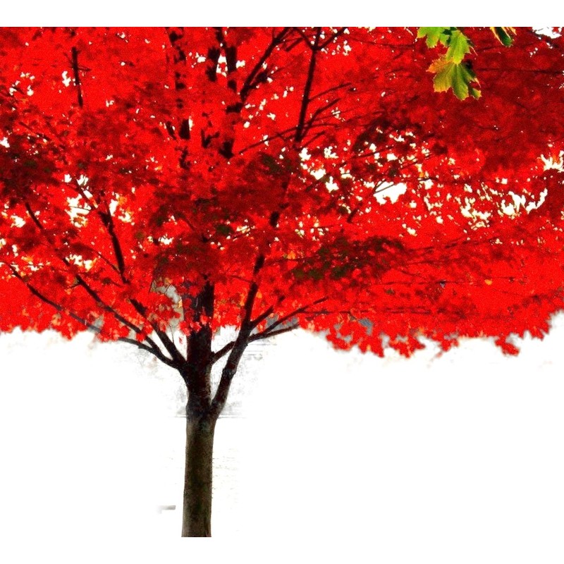 American Red Maple Shade Tree - Live Plant Shipped 3