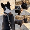 Martingale Pull Stop Collar for Dogs with Chain and Leather