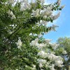 Natchez Crape Myrtle, White Flowering, Deciduous, Exfoliating Bark, 7 gal