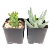 Succulents Box Weirdo Succulent Pack | Set of 2/4/6/8/10 Unique