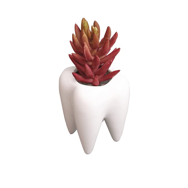 YOUYA DENTAL Succulent Plant Pots, Cute Tooth Shape White Ceramic
