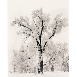 Oak Tree Snowstorm by Ansel Adams 24x36 Black & White Landscape Print Poster