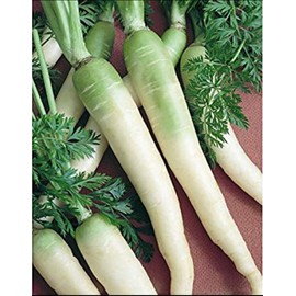 Snow White Carrot Seeds for Planting, 350+ Heirloom Seeds Per Packet, (Isla's Garden Seeds), Non GMO Seeds, Botanical Name: Daucus carota subsp. sativus, Great Home Garden Gift