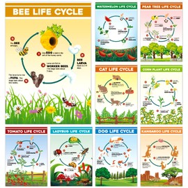 party greeting 9pcs Science Posters Life Cycles Bulletin Board Charts Plant Animals Life Cycles Posters for Middle School Primary School Classroom Biology Classroom Science Classroom Wall Decorations