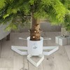 Adjustable Christmas Metal Adjustable Tree Stand Holder - Tidy Tree