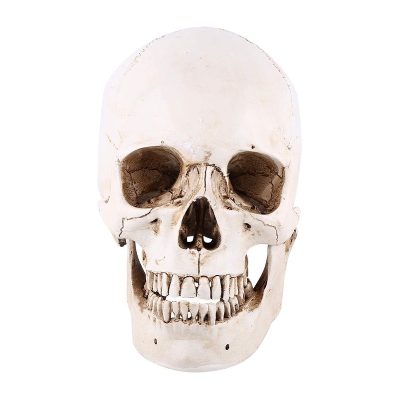 Human Skull Replica, 3-Piece Human Skull Model, Anatomical Model for