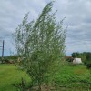 Austree 25 Hybrid Willow Tree Fast Growing Shade Screen Windbreak