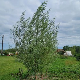 Austree 25 Hybrid Willow Tree Fast Growing Shade Screen Windbreak Austree Cuttings