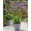 HSC Blue/White Lily of the Nile Rooted Adult Plant -