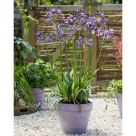 HSC Blue/White Lily of the Nile Rooted Adult Plant - READY TO PLANT IN THE GROUND!